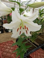 [4414 PO14 Kohinoor No02.JPG]